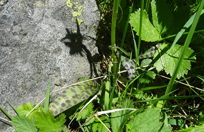 Catena dei Lagorai...da Pergine al Passo del Manghen